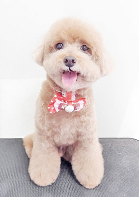 平田小鉄ちゃん