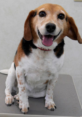 坂元ハナちゃん