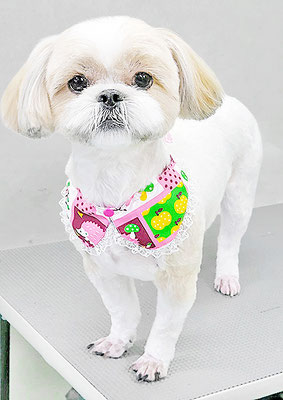 柳田モカちゃん