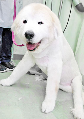 田代メイちゃん