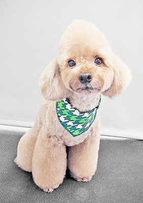 武田獅子丸ちゃん