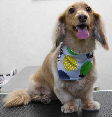 片山マルルちゃん