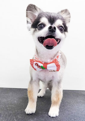 鮫島ララちゃん