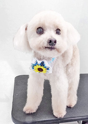 野口ティガちゃん