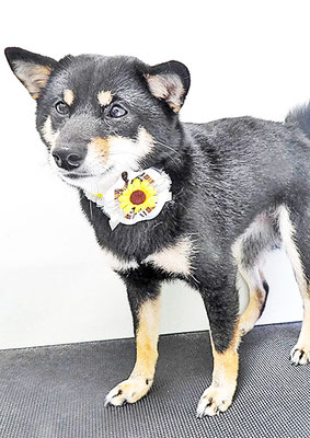 登あんこちゃん