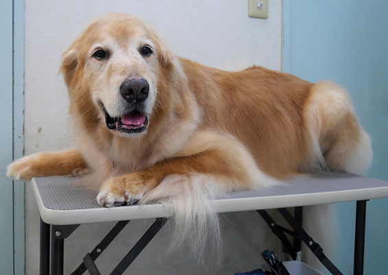 園田ファミレちゃん