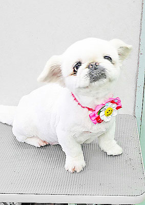 本多かずはちゃん
