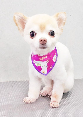 作島うみちゃん