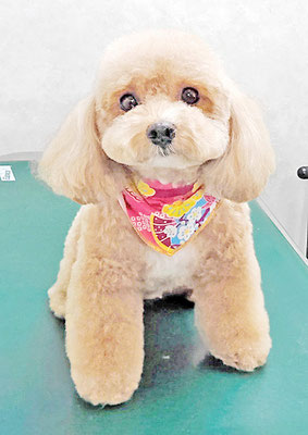 丸山小琴ちゃん