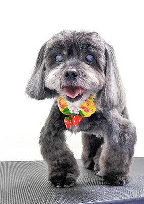 八郷ベンちゃん