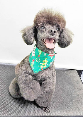 竹崎ルフィちゃん