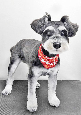 西留ココちゃん