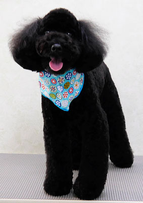 本坊ダノちゃん