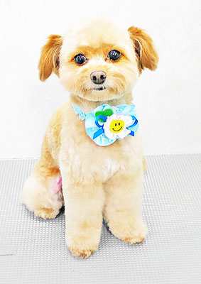 竹之内ピノちゃん