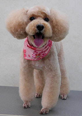 岩元アップちゃん