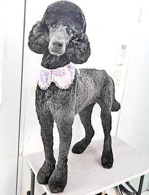 中野小豆ちゃん