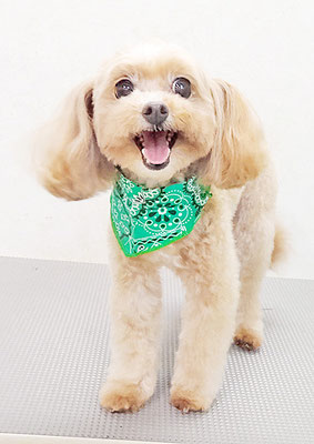 清正メイちゃん