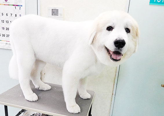 田代メイちゃん