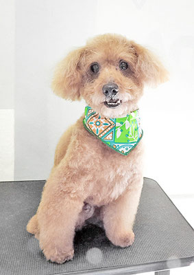 前田ソルファちゃん