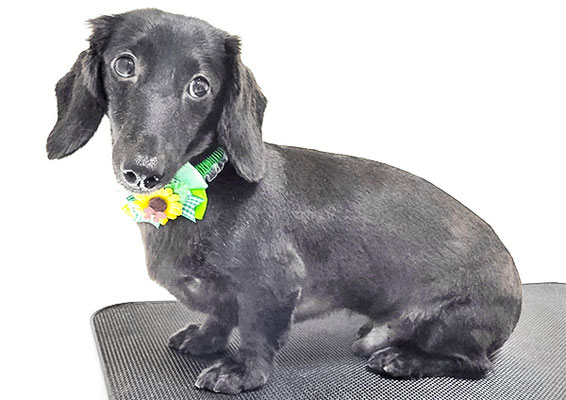 東メロンちゃん