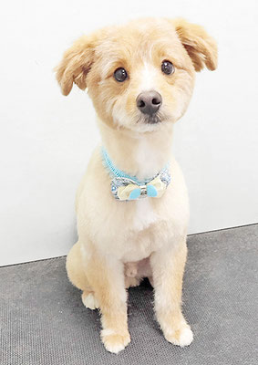 神代きなこちゃん