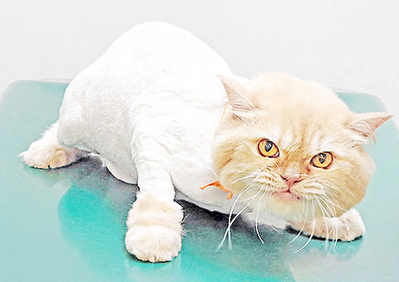 沖田ハンドちゃん