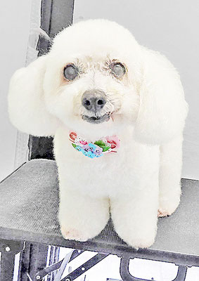 吉本ラピスちゃん