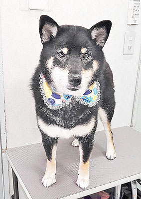 貴島ボタンちゃん