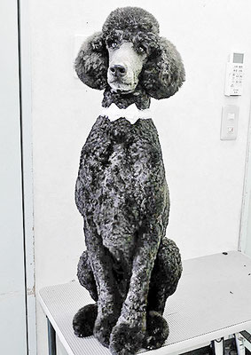 中野小豆ちゃん