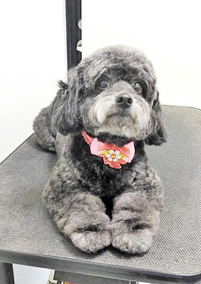 菅原クーちゃん