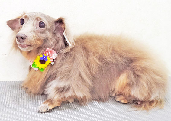 瀬戸口イザベラちゃん