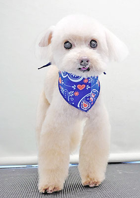 田淵コマロちゃん