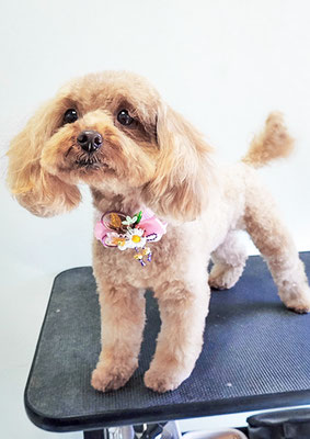 大坪ラテちゃん