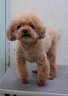 佐藤クルミちゃん