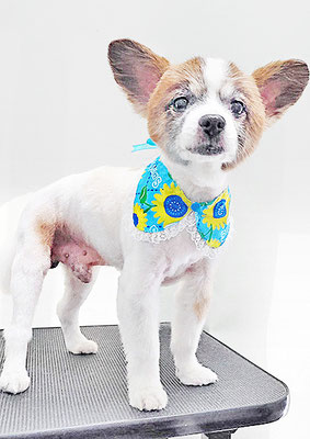 靜ウーフちゃん