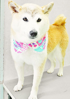 川﨑すももちゃん