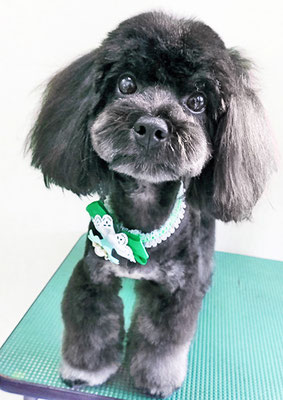 山口オレオちゃん