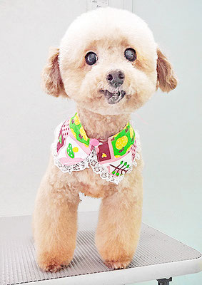 福田ダイアリーちゃん