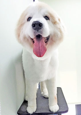 田代メイちゃん