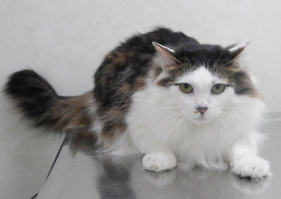 本田夏子ちゃん(カット前)