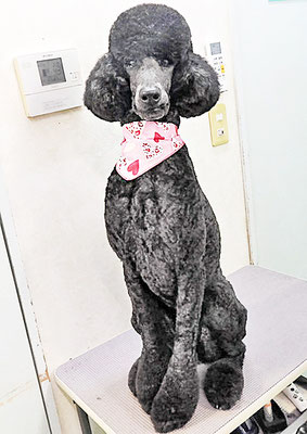 中野小豆ちゃん