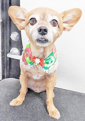 助村ルウちゃん