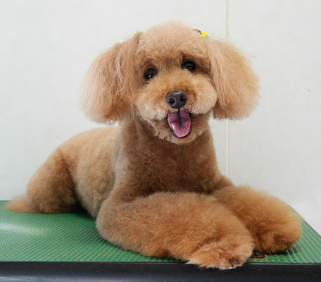 上小鶴チェリーちゃん