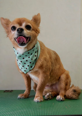 若松コロちゃん