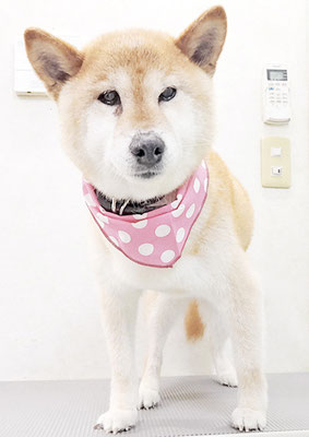 瀧川カルちゃん