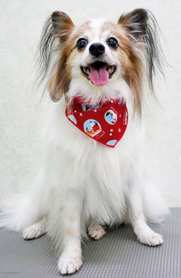 吉田パピちゃん