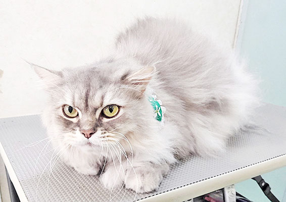 榎本ライちゃん