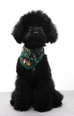 板敷ルフィーちゃん