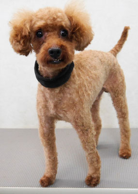 前田ソルファちゃん