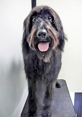 田代ロッティちゃん